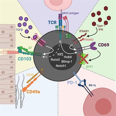 Balancing Inflammation and Central Nervous System Homeostasis: T Cell Receptor Signaling in Antiviral Brain TRM Formation and Function